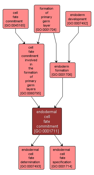 GO:0001711 - endodermal cell fate commitment (interactive image map)