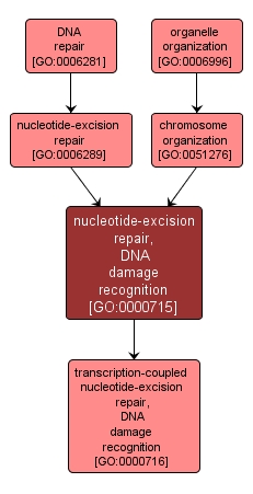 GO:0000715 - nucleotide-excision repair, DNA damage recognition (interactive image map)