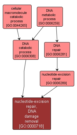 GO:0000718 - nucleotide-excision repair, DNA damage removal (interactive image map)