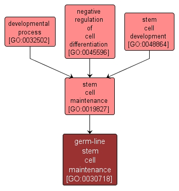 GO:0030718 - germ-line stem cell maintenance (interactive image map)
