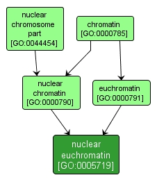 GO:0005719 - nuclear euchromatin (interactive image map)