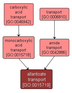 GO:0015719 - allantoate transport (interactive image map)