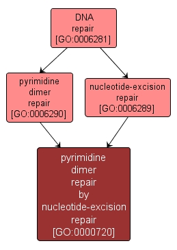 GO:0000720 - pyrimidine dimer repair by nucleotide-excision repair (interactive image map)
