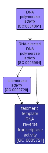 GO:0003721 - telomeric template RNA reverse transcriptase activity (interactive image map)