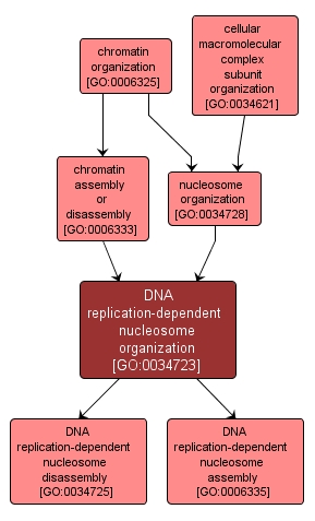 GO:0034723 - DNA replication-dependent nucleosome organization (interactive image map)