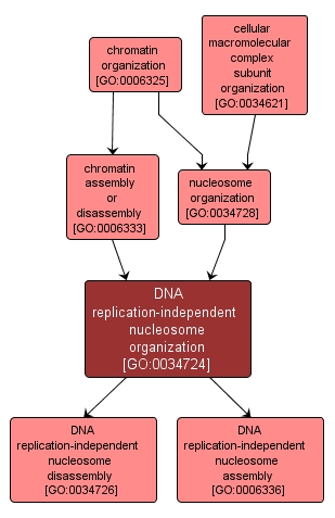 GO:0034724 - DNA replication-independent nucleosome organization (interactive image map)