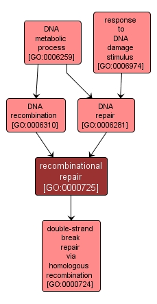 GO:0000725 - recombinational repair (interactive image map)