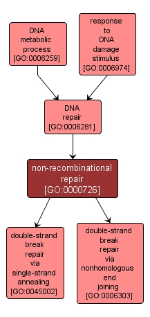 GO:0000726 - non-recombinational repair (interactive image map)