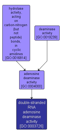 GO:0003726 - double-stranded RNA adenosine deaminase activity (interactive image map)