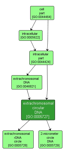 GO:0005727 - extrachromosomal circular DNA (interactive image map)