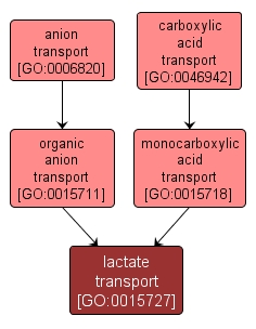 GO:0015727 - lactate transport (interactive image map)