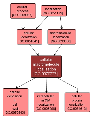 GO:0070727 - cellular macromolecule localization (interactive image map)