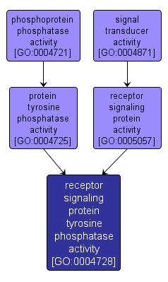 GO:0004728 - receptor signaling protein tyrosine phosphatase activity (interactive image map)