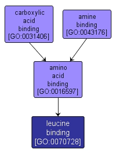 GO:0070728 - leucine binding (interactive image map)