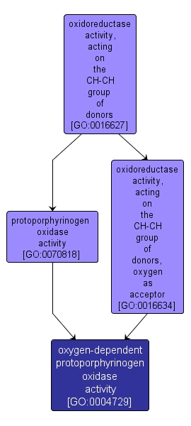 GO:0004729 - oxygen-dependent protoporphyrinogen oxidase activity (interactive image map)