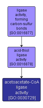 GO:0030729 - acetoacetate-CoA ligase activity (interactive image map)