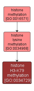 GO:0034729 - histone H3-K79 methylation (interactive image map)
