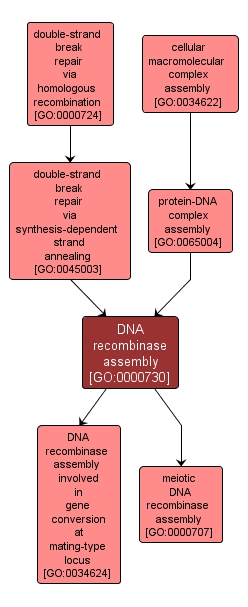 GO:0000730 - DNA recombinase assembly (interactive image map)