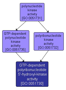 GO:0051730 - GTP-dependent polyribonucleotide 5'-hydroxyl-kinase activity (interactive image map)