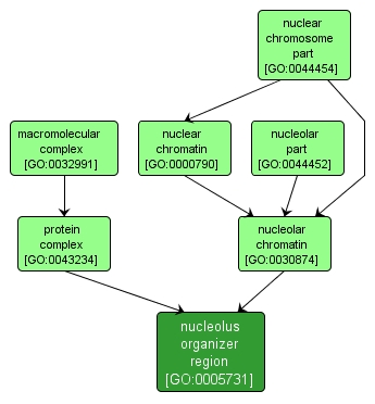 GO:0005731 - nucleolus organizer region (interactive image map)