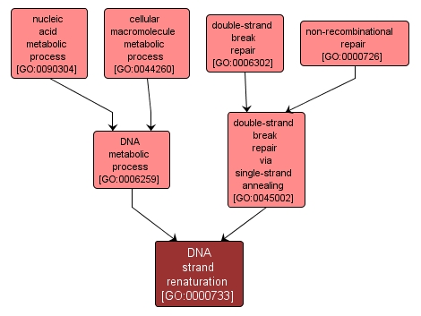 GO:0000733 - DNA strand renaturation (interactive image map)