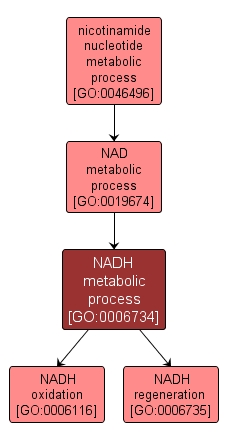 GO:0006734 - NADH metabolic process (interactive image map)