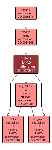 GO:0070734 - histone H3-K27 methylation (interactive image map)