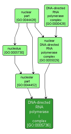 GO:0005736 - DNA-directed RNA polymerase I complex (interactive image map)