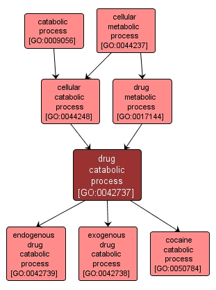 GO:0042737 - drug catabolic process (interactive image map)