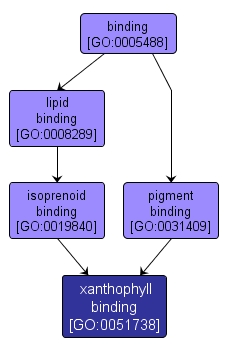 GO:0051738 - xanthophyll binding (interactive image map)