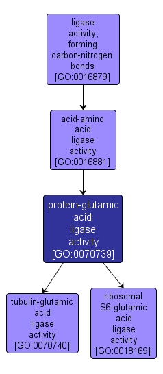 GO:0070739 - protein-glutamic acid ligase activity (interactive image map)