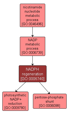 GO:0006740 - NADPH regeneration (interactive image map)