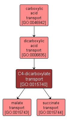 GO:0015740 - C4-dicarboxylate transport (interactive image map)
