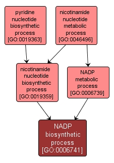 GO:0006741 - NADP biosynthetic process (interactive image map)