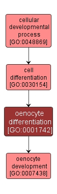 GO:0001742 - oenocyte differentiation (interactive image map)