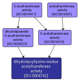 GO:0004742 - dihydrolipoyllysine-residue acetyltransferase activity (interactive image map)