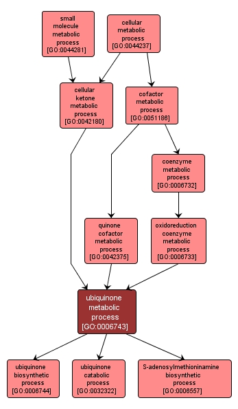 GO:0006743 - ubiquinone metabolic process (interactive image map)