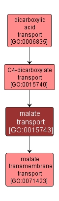 GO:0015743 - malate transport (interactive image map)