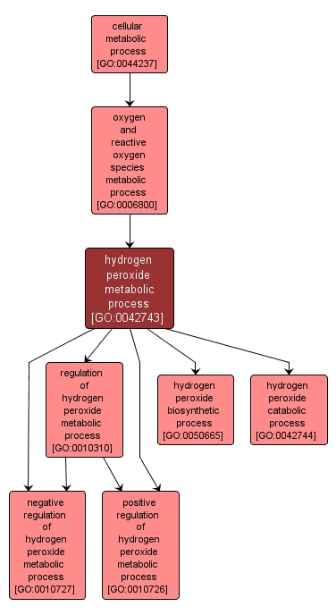 GO:0042743 - hydrogen peroxide metabolic process (interactive image map)