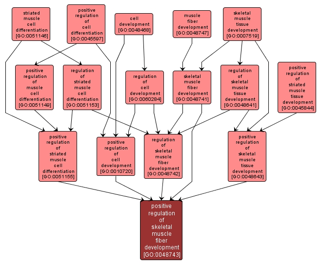 GO:0048743 - positive regulation of skeletal muscle fiber development (interactive image map)