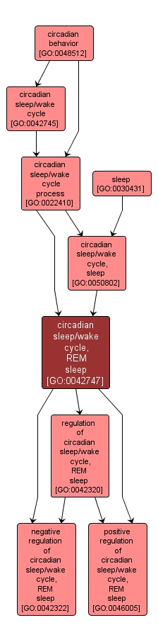 GO:0042747 - circadian sleep/wake cycle, REM sleep (interactive image map)