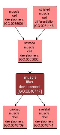 GO:0048747 - muscle fiber development (interactive image map)