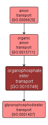 GO:0015748 - organophosphate ester transport (interactive image map)