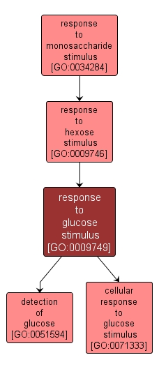 GO:0009749 - response to glucose stimulus (interactive image map)