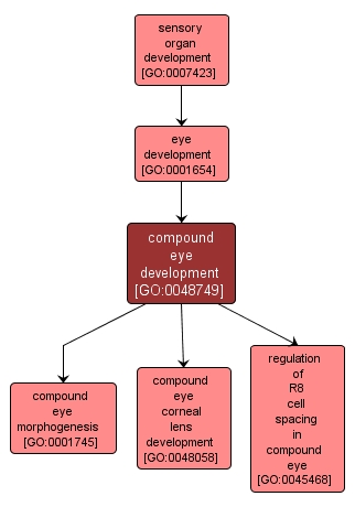 GO:0048749 - compound eye development (interactive image map)