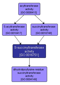 GO:0016751 - S-succinyltransferase activity (interactive image map)