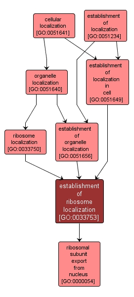 GO:0033753 - establishment of ribosome localization (interactive image map)