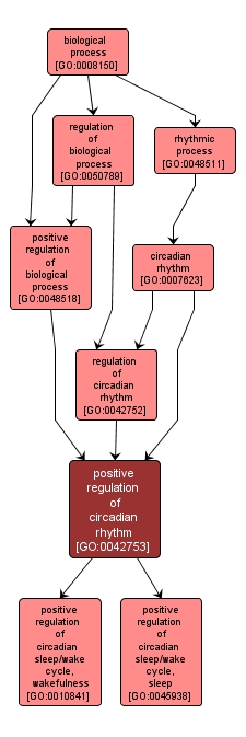 GO:0042753 - positive regulation of circadian rhythm (interactive image map)