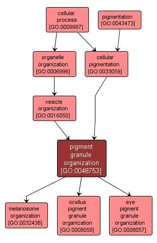 GO:0048753 - pigment granule organization (interactive image map)
