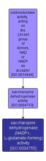 GO:0004755 - saccharopine dehydrogenase (NADP+, L-glutamate-forming) activity (interactive image map)